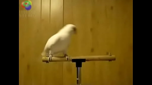 Bird loves Egyptian music 0001
